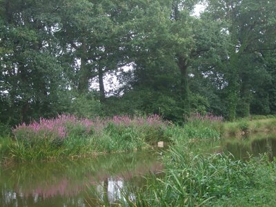 Entre Malestroit et le Roc St André<br>@copyleft <a href=https://www.le-fab-lab.com>Le Fab'Blab</a> Licence Art Libre, canal-le-roc-st-andre-malestroit-06
