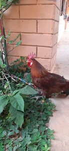 On visite du pays !, 2e coq donné par une famille d’un élève en remerciement de l’action du centre