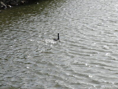 Larmor-Baden 2012<br>@copyleft <a href=https://www.le-fab-lab.com>Le Fab'Blab</a> Licence Art Libre, larmor-baden-105