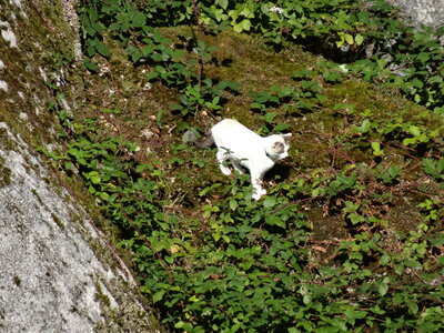 Huelgoat 2012<br>@copyleft <a href=https://www.le-fab-lab.com>Le Fab'Blab</a> Licence Art Libre, huelgoat-027
