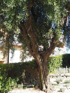 CANNES LE SUQUET 240321, 0024