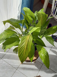 spathiphyllum, 20210330_130339