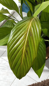 spathiphyllum, 20210330_130342