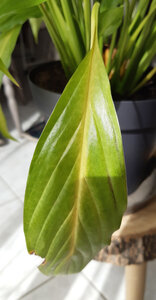 spathiphyllum, 20210330_130355