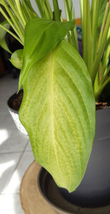 spathiphyllum, 20210330_130402