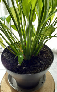 spathiphyllum, 20210330_130422