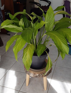 spathiphyllum, 20210330_130643