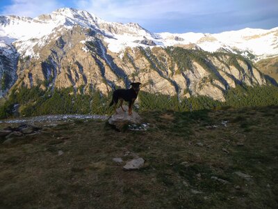 Phelix a l'alpage, DSC_0133