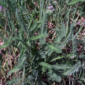 2021-04-05 Sortie Plantes Miam, DSCF3985