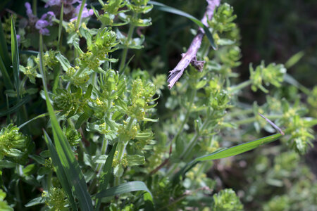 2021-04-05 Sortie Plantes Miam, DSCF3969