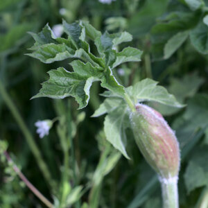 2021-04-05 Sortie Plantes Miam, DSCF3968