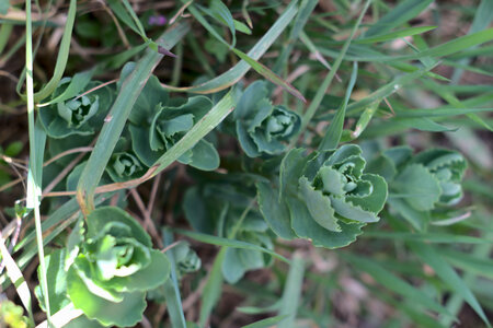2021-04-05 Sortie Plantes Miam, DSCF3952