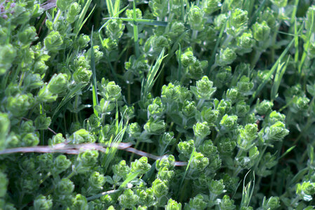 2021-04-05 Sortie Plantes Miam, DSCF3936