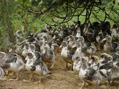 Gers, canard-aux-figues_1038923662_o