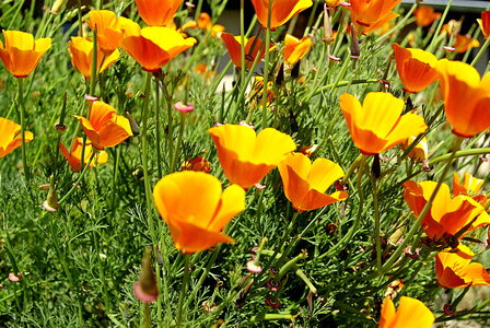 Gers, bouquet-dt_4646431589_o