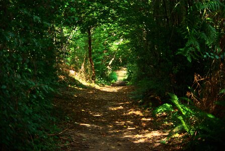 Gers, chemin_6119708565_o