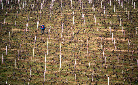 Gers, vignes-dhiver_6841037101_o