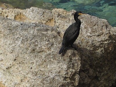 IBIZA DU 310321 AU 050421, Un cormoran