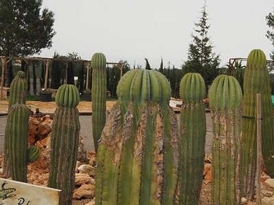 IBIZA DU 310321 AU 050421, 0138