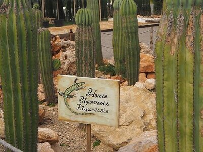 IBIZA DU 310321 AU 050421, 0139
