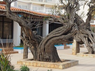 IBIZA SUITE ET FIN, 0383