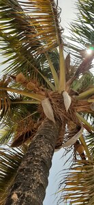 Un p'tit tour en Basse-Guinée !, Attention, risque de chute de noix de coco !
