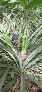 Un p'tit tour en Basse-Guinée !, Savez-vous comment poussent les ananas ?