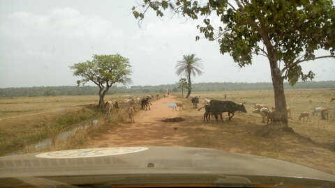 Un p'tit tour en Basse-Guinée !, Embouteillage à cornes