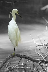 Darkenciel, DSC05006b aigrette garzette  Copier 