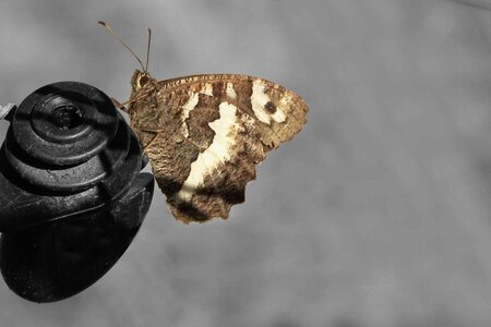 Darkenciel, DSC06443c  Copier 