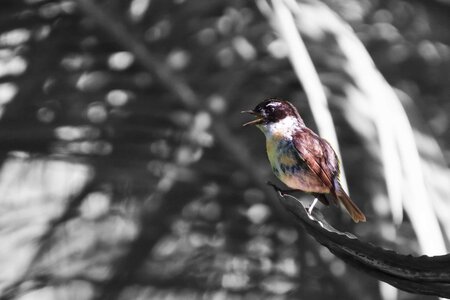 Darkenciel, IMG_7837b  Copier 