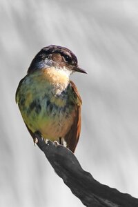 Darkenciel, IMG_7858b  Copier 