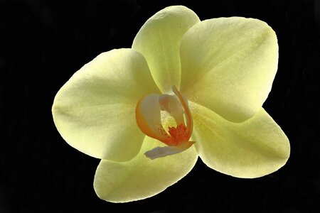 Darkenciel, IMG_8537c  Copier 