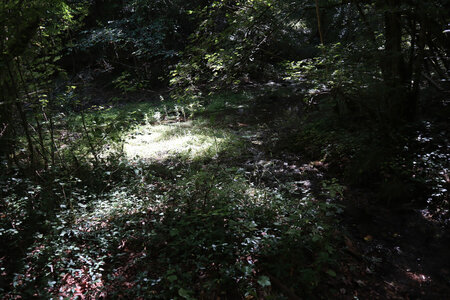 20200813-02 GR7 Ballon d'Alsace - Grancey - Beaune, 1844 La Mouche près de sa source dans le bois de Montchavelot
