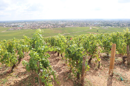 20200813-02 GR7 Ballon d'Alsace - Grancey - Beaune, 2016 Vue depuis les Bressandes