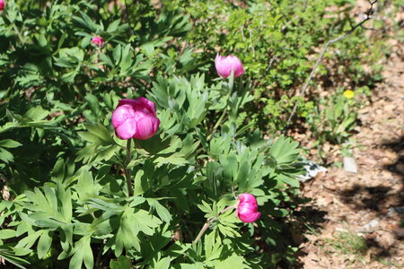 2021 05 13 Melves JM, Pivoines à Melve 019