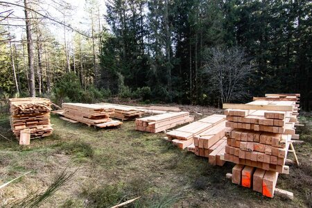 2021-03 De l'arbre à la poutre (Tarn) ©J-P Haulin, De l’arbre a la poutre -RAF 2021-35