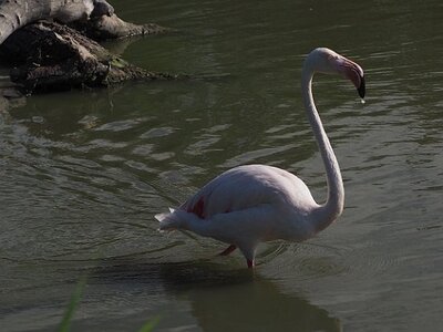 STAGE CAMARGUE AVEC GERARD ROSSIGNOL 06 2021, 0002