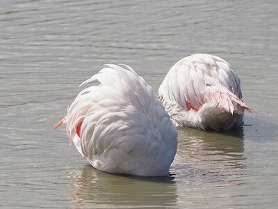 STAGE CAMARGUE AVEC GERARD ROSSIGNOL 06 2021, 0004
