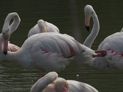 STAGE CAMARGUE AVEC GERARD ROSSIGNOL 06 2021, 0005