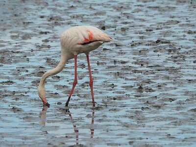 STAGE CAMARGUE AVEC GERARD ROSSIGNOL 06 2021, 0009