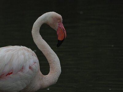 STAGE CAMARGUE AVEC GERARD ROSSIGNOL 06 2021, 0011