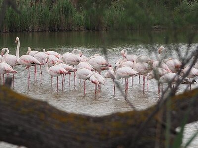 STAGE CAMARGUE AVEC GERARD ROSSIGNOL 06 2021, 0016