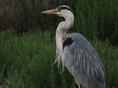 STAGE CAMARGUE AVEC GERARD ROSSIGNOL 06 2021, 0017