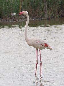 STAGE CAMARGUE AVEC GERARD ROSSIGNOL 06 2021, 0019