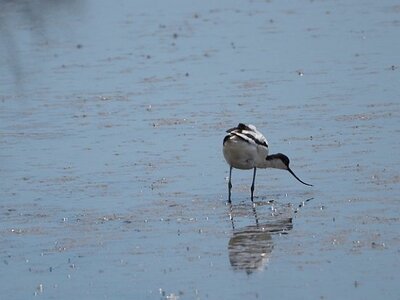 STAGE CAMARGUE AVEC GERARD ROSSIGNOL 06 2021, 0025