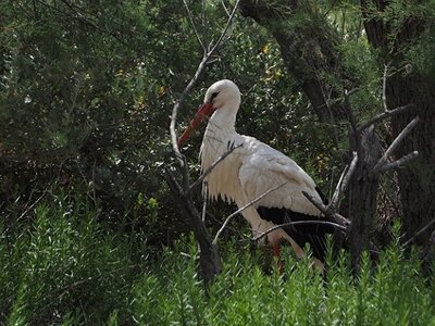 STAGE CAMARGUE AVEC GERARD ROSSIGNOL 06 2021, 0028