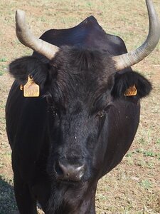 STAGE CAMARGUE AVEC GERARD ROSSIGNOL 06 2021, 0084