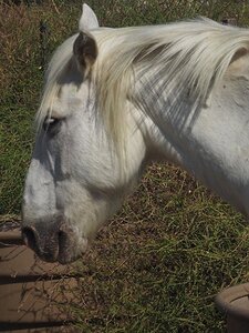 STAGE CAMARGUE AVEC GERARD ROSSIGNOL 06 2021, 0085