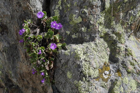 2021-06-05-08-roche-faurio-ecrins, alpes-aventure-ecole-de-glace-2021-06-06-17
